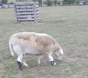 86971595_517508725809683_271207565331791872_n